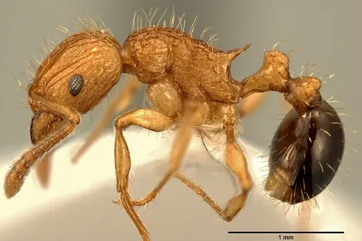 Tetramorium philippwagneri - ZFMKHYM20096178