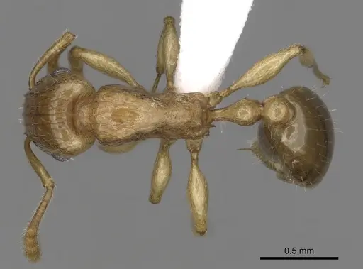 Tetramorium pialtum specimen