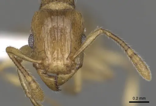 Tetramorium pialtum specimen