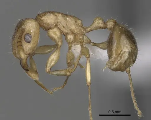 Tetramorium pialtum specimen