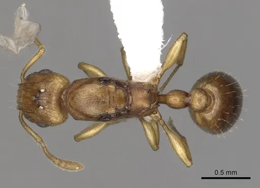 Tetramorium pialtum - CASENT0415490