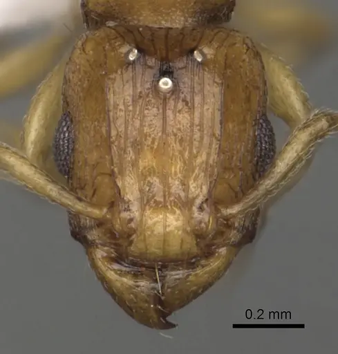 Tetramorium pialtum - CASENT0415490