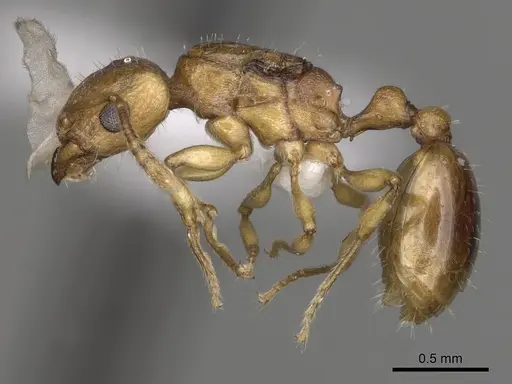 Tetramorium pialtum - CASENT0415490