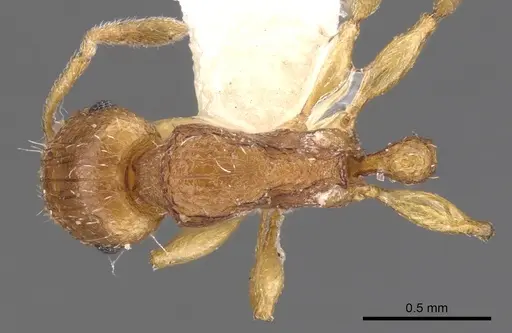 Tetramorium pialtum - CASENT0901232