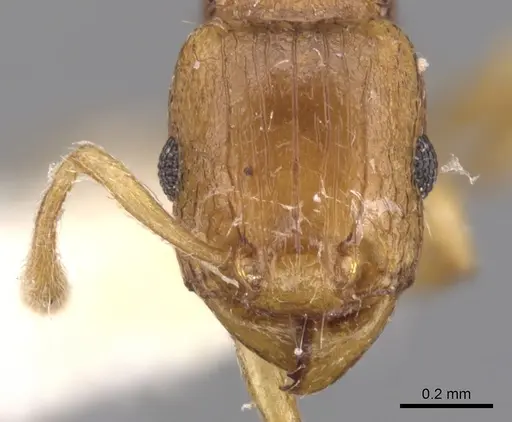 Tetramorium pialtum - CASENT0901232