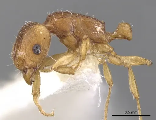 Tetramorium pialtum - CASENT0901232