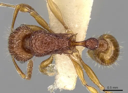 Tetramorium pilosum specimen