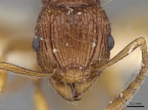 Tetramorium pilosum specimen