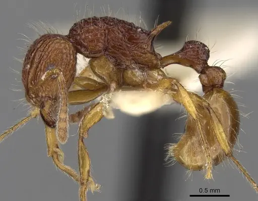 Tetramorium pilosum specimen