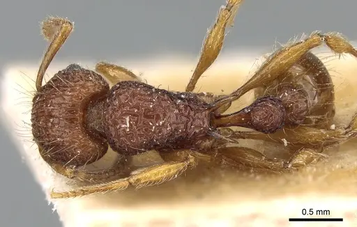 Tetramorium pilosum - CASENT0281188
