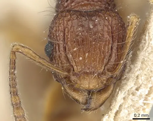 Tetramorium pilosum - CASENT0281188