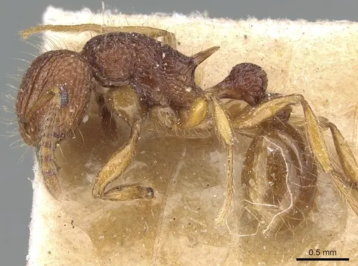 Tetramorium pilosum - CASENT0281188