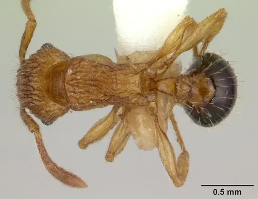 Tetramorium pinnipilum specimen