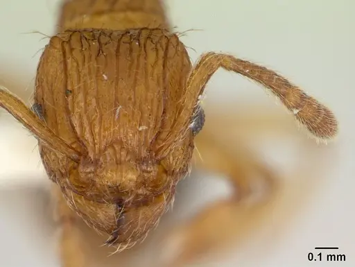Tetramorium pinnipilum specimen