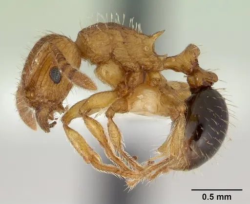 Tetramorium pinnipilum specimen