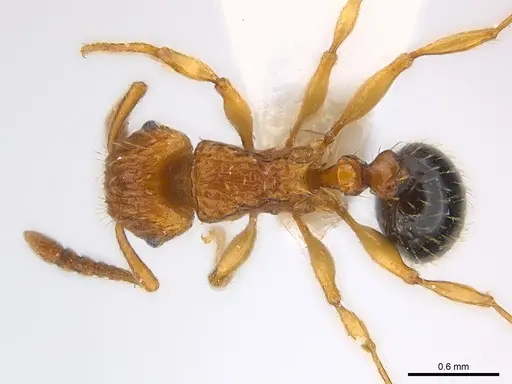 Tetramorium pinnipilum - CASENT0217066