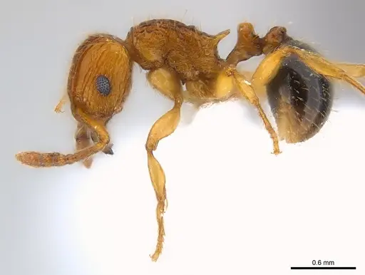 Tetramorium pinnipilum - CASENT0217066