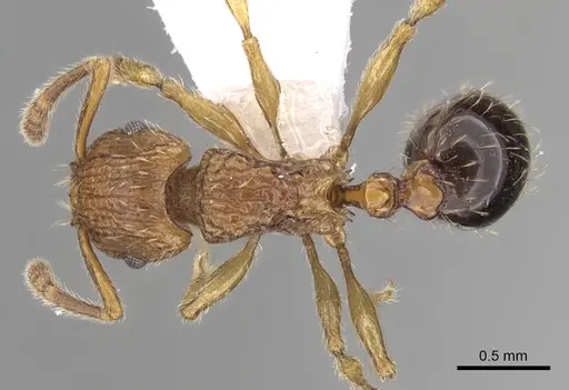 Tetramorium pinnipilum - CASENT0217230
