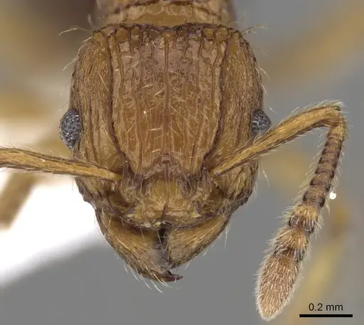 Tetramorium pinnipilum - CASENT0217230