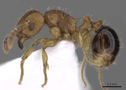 Tetramorium pinnipilum - CASENT0217230