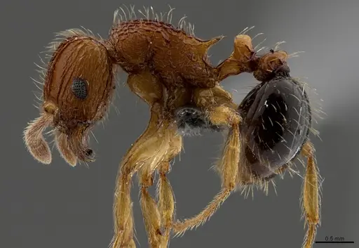 Tetramorium pinnipilum - CASENT0367088