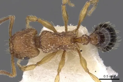 Tetramorium pinnipilum - CASENT0901158