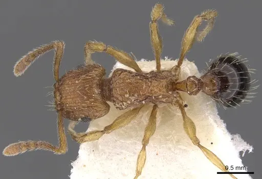 Tetramorium pinnipilum - CASENT0901158