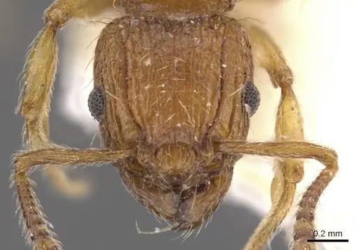 Tetramorium pinnipilum - CASENT0901158