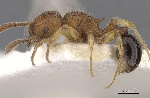 Tetramorium pinnipilum - CASENT0901158