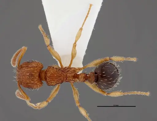 Tetramorium pinnipilum - FMNHINS0000047315