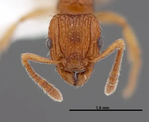 Tetramorium pinnipilum - FMNHINS0000047315