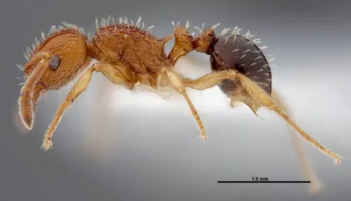 Tetramorium pinnipilum - FMNHINS0000047315