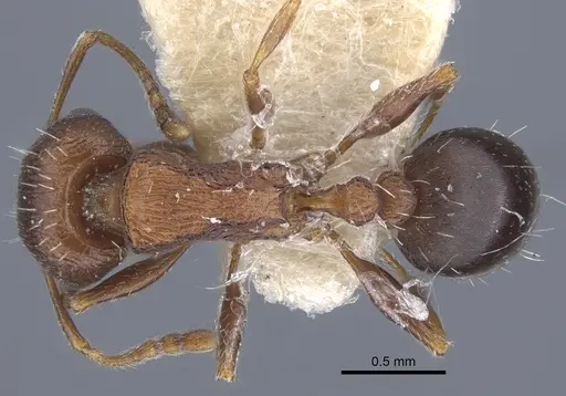 Tetramorium pisarskii specimen