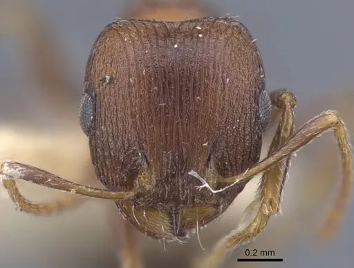 Tetramorium pisarskii specimen
