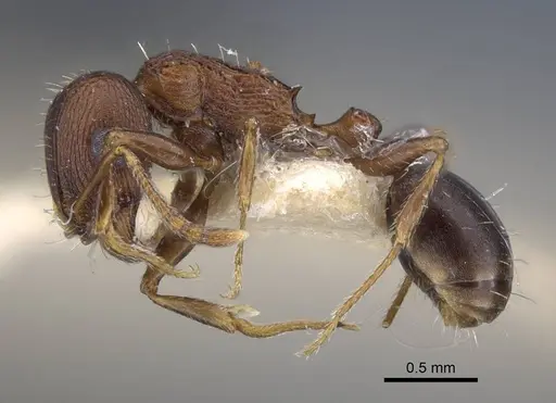 Tetramorium pisarskii specimen