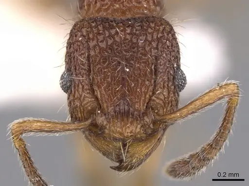 Tetramorium placidum specimen