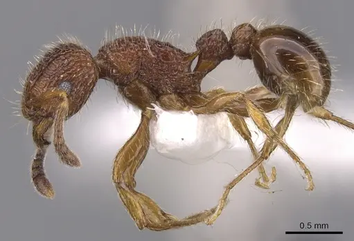 Tetramorium placidum specimen