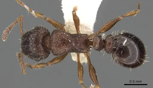 Tetramorium platynode specimen
