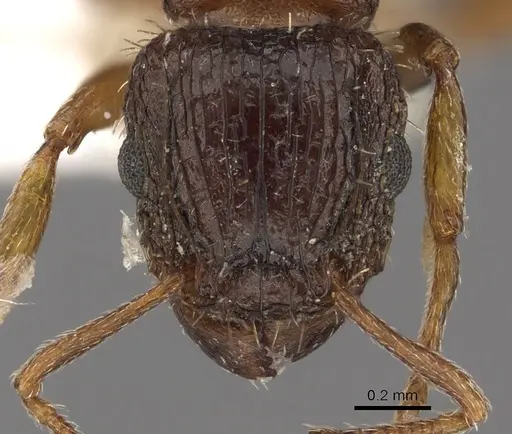 Tetramorium platynode specimen