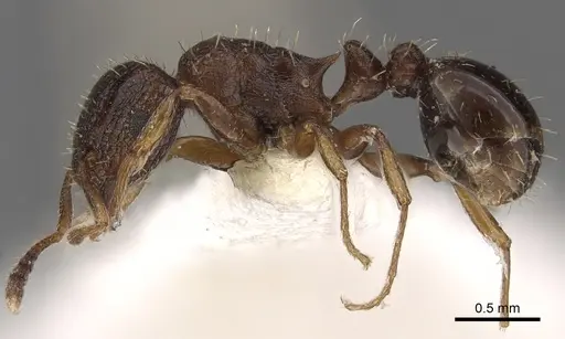 Tetramorium platynode specimen