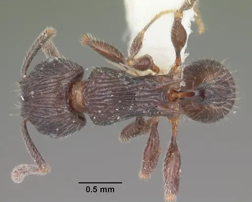 Tetramorium pleganon specimen