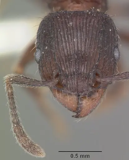 Tetramorium pleganon specimen