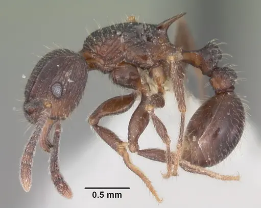 Tetramorium pleganon specimen