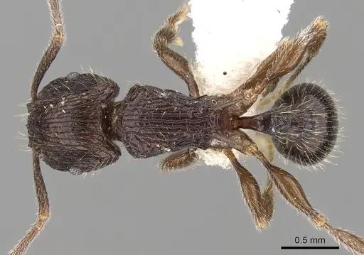 Tetramorium pleganon - CASENT0280587