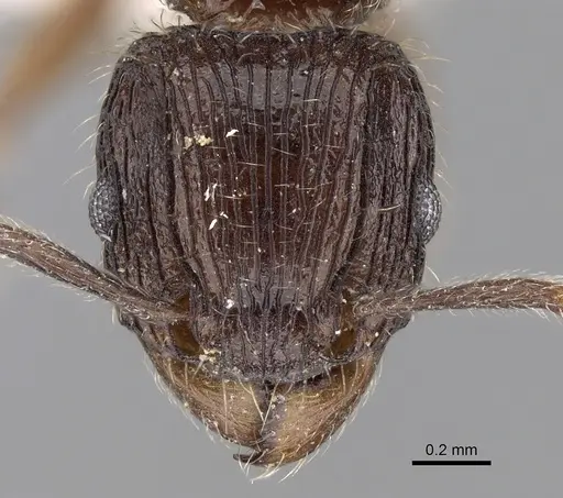 Tetramorium pleganon - CASENT0280587