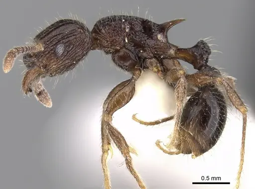 Tetramorium pleganon - CASENT0280587