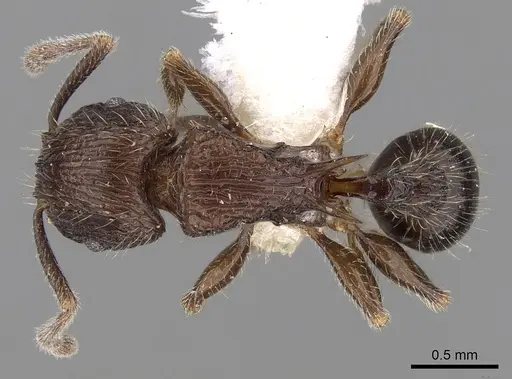 Tetramorium pleganon - CASENT0280588