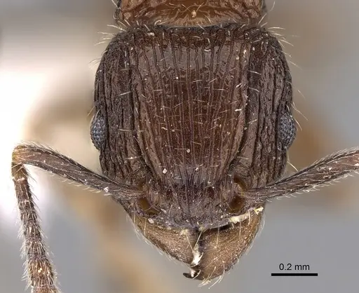 Tetramorium pleganon - CASENT0280588