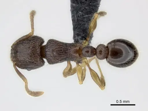 Tetramorium plesiarum specimen