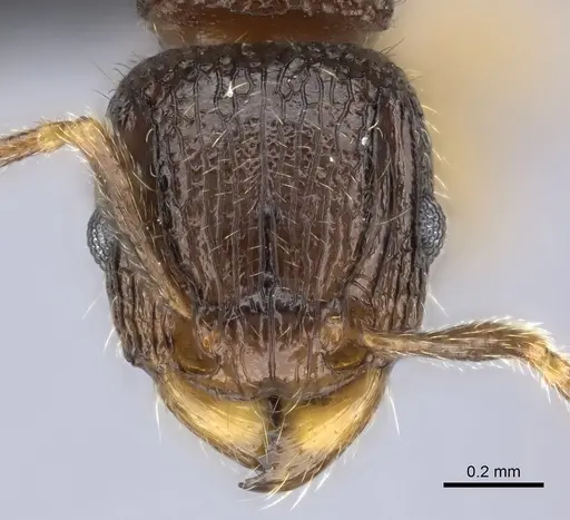 Tetramorium plesiarum specimen
